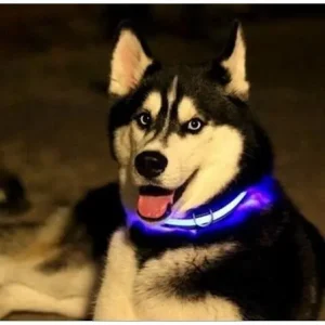 Collier led pour chien