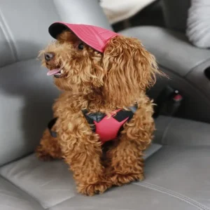 Casquette pour chiot et petit chien