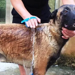 Embout de bain pour animaux de compagnie